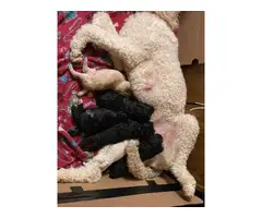 Four Standard Poodle Pups Available - 8