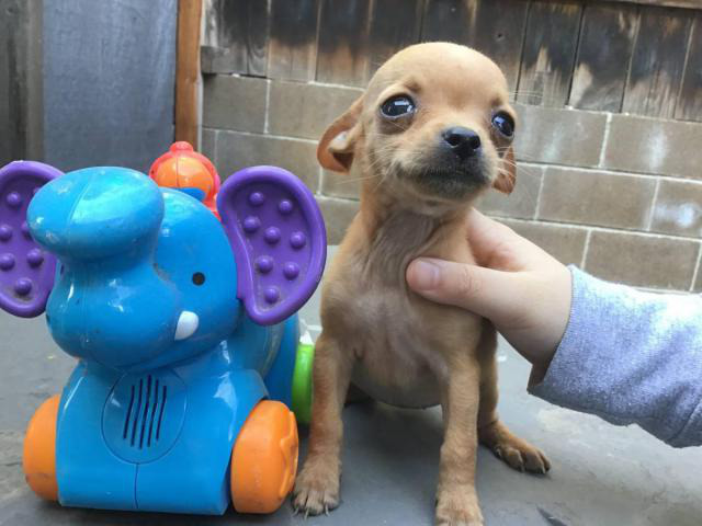 Teacup Chihuahuas San Francisco Puppies for Sale Near Me