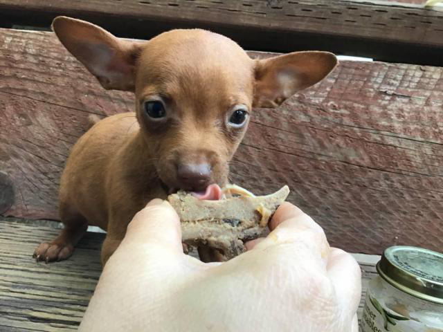 Teacup Chihuahuas San Francisco Puppies for Sale Near Me