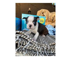 47 Best Photos Boston Terrier Puppies Near Me - Boston Terrier Puppy for sale by ownerCalifornia - Puppies ...