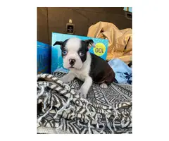 Boston Bull Terrier Puppies for Sale