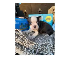 Boston Bull Terrier Puppies for Sale - 2