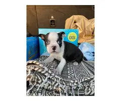 Boston Bull Terrier Puppies for Sale - 3