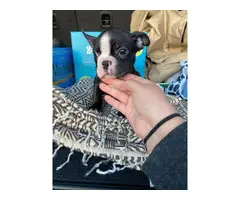 Boston Bull Terrier Puppies for Sale - 4