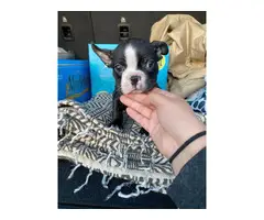 Boston Bull Terrier Puppies for Sale - 5