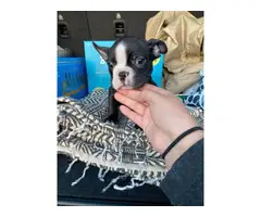 Boston Bull Terrier Puppies for Sale - 6