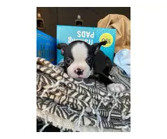 Boston Bull Terrier Puppies for Sale - 7