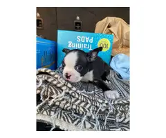 Boston Bull Terrier Puppies for Sale - 8