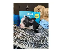 Boston Bull Terrier Puppies for Sale - 9