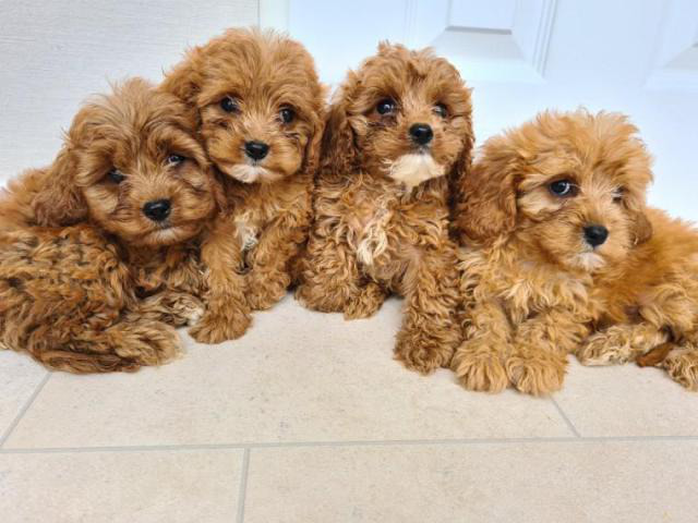 Cavapoo Puppies For Sale, Cavapoo For Adoption Boca Raton - Puppies For 