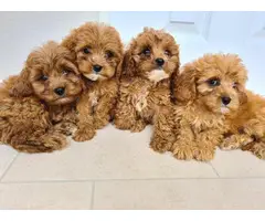 cavapoo puppies  For Sale, cavapoo for adoption