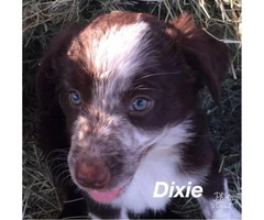 Collie/Aussie mix puppies - 5