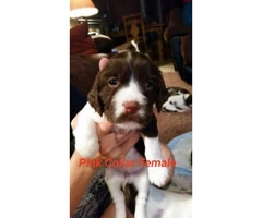 English Springer Spaniel Puppies up to date on shots and have AKC registration papers
