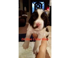 English Springer Spaniel Puppies up to date on shots and have AKC registration papers - 3