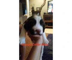 English Springer Spaniel Puppies up to date on shots and have AKC registration papers - 5
