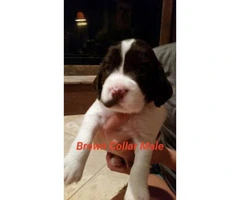 English Springer Spaniel Puppies up to date on shots and have AKC registration papers - 8
