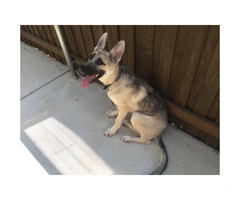Six month old silver sable german shepherd puppy for sale - 2