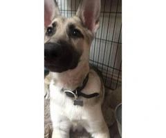 Six month old silver sable german shepherd puppy for sale - 3