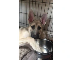 Six month old silver sable german shepherd puppy for sale - 4