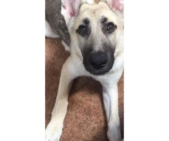Six month old silver sable german shepherd puppy for sale - 5