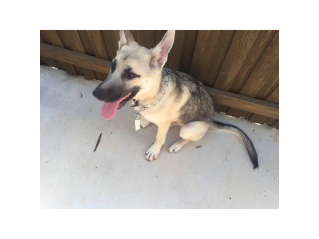 Six month old silver sable german shepherd puppy for sale in Lubbock, Texas - Puppies for Sale ...