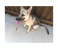 Six month old silver sable german shepherd puppy for sale - 7