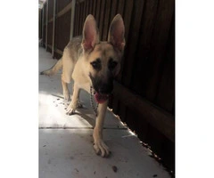 Six month old silver sable german shepherd puppy for sale - 8