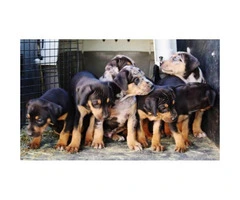 Registered Catahoula Puppies Champion lines - 3