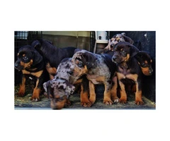 Registered Catahoula Puppies Champion lines - 4