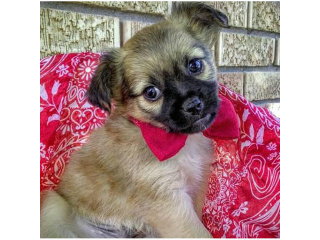 Adorable and fun loving Chihuahua puppies in Boise, Idaho