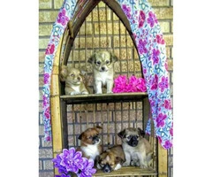 Adorable and fun loving Chihuahua puppies - 2