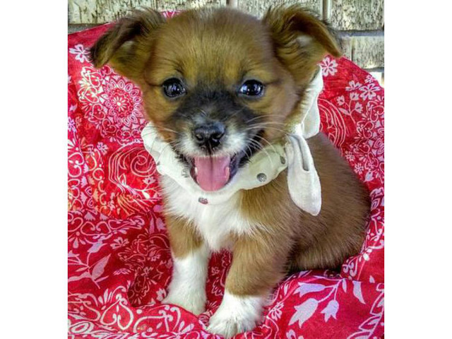 Adorable and fun loving Chihuahua puppies in Boise, Idaho