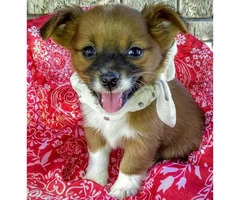 Adorable and fun loving Chihuahua puppies - 3