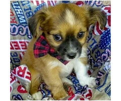 Adorable and fun loving Chihuahua puppies - 4
