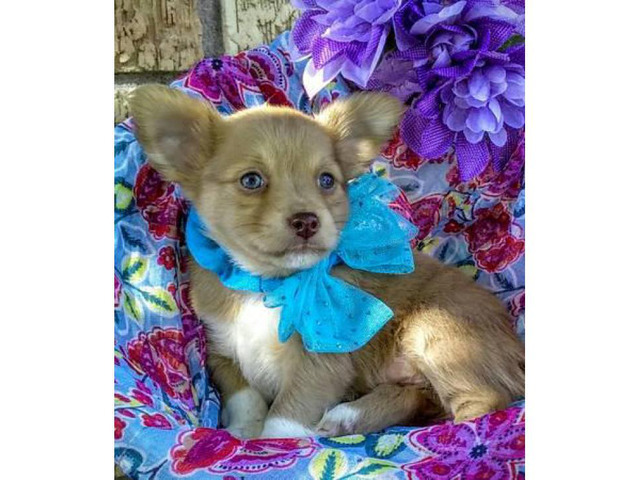 Adorable and fun loving Chihuahua puppies in Boise, Idaho