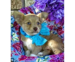 Adorable and fun loving Chihuahua puppies - 5