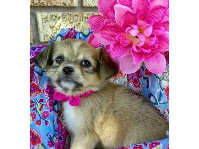 Adorable and fun loving Chihuahua puppies in Boise, Idaho