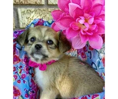Adorable and fun loving Chihuahua puppies - 6
