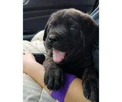 English Mastiff puppies for sale with parents onsite