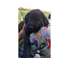 English Mastiff puppies for sale with parents onsite - 3