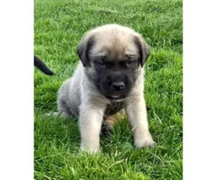 English Mastiff puppies for sale with parents onsite - 4