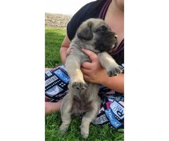 English Mastiff puppies for sale with parents onsite - 5
