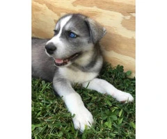 Blue eyes Husky puppies - 2