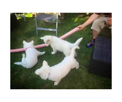 White German Shepherd puppies Available for Sale