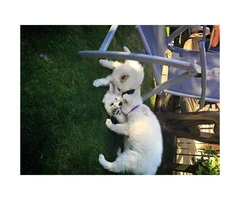 White German Shepherd puppies Available for Sale - 2