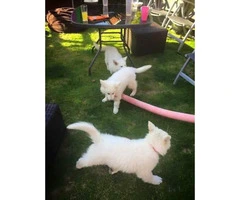 White German Shepherd puppies Available for Sale - 3