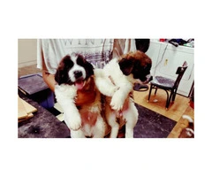 St.bernard Puppies For re-homing