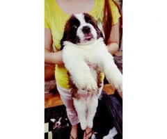 St.bernard Puppies For re-homing - 2