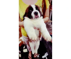 St.bernard Puppies For re-homing - 3