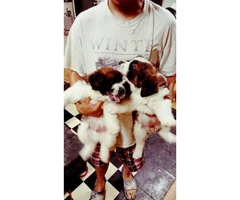 St.bernard Puppies For re-homing - 4